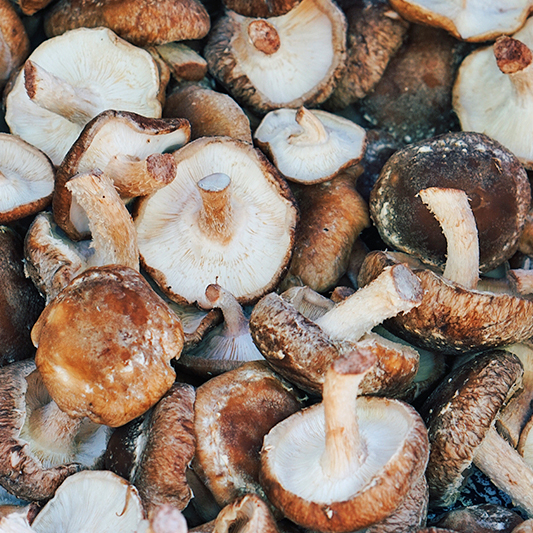 Cogumelo Shitake Shiitake 500g